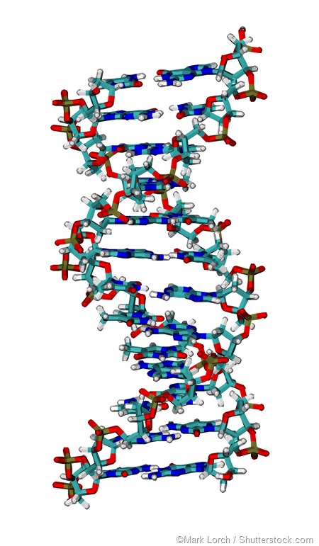 Computer animation DNA helices